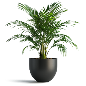 Monstera Deliciosa