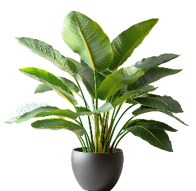 Ficus Lyrata