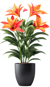 Areca Palm